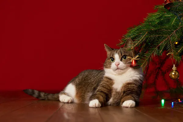 cute funny pet cat lies under a New Year tree on a red background, for a Christmas card