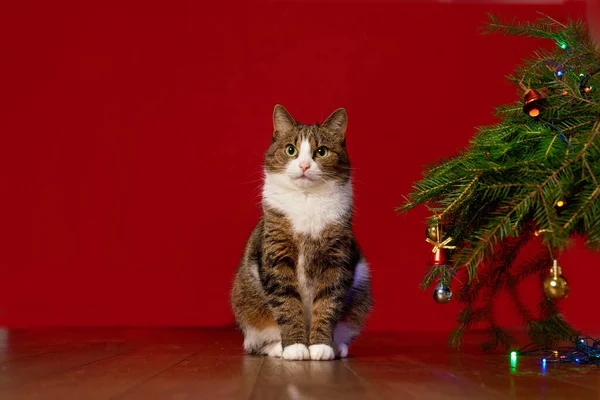 Kopia Przestrzeń Śmieszne Zwierzę Kot Siedzi Obok Choinki Czerwonym Tle — Zdjęcie stockowe