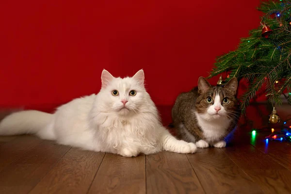 Dwa Koty Siedzące Obok Gałęzi Jodły Choinki Czerwonym Tle Nowego — Zdjęcie stockowe