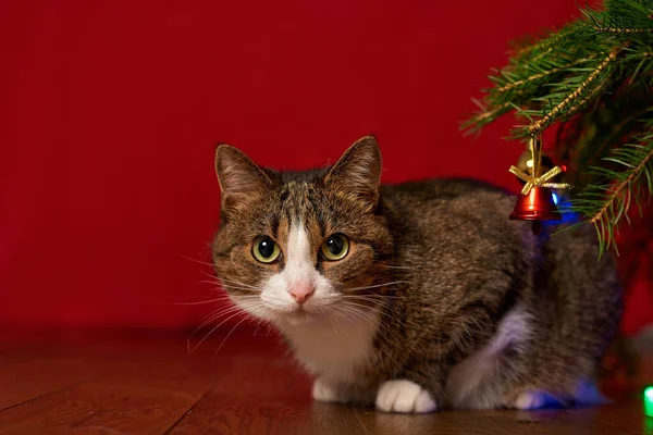 Śmieszne Zwierzę Kot Wyjrzał Spod Gałęzi Choinki Czerwonym Tle — Zdjęcie stockowe