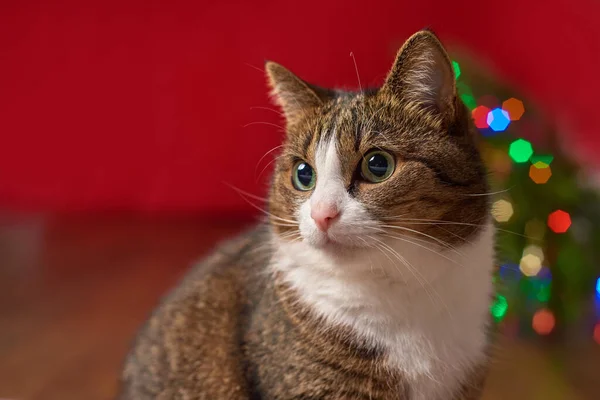 funny pet cat on a red background, colored bokeh for a new year christmas card, close-up