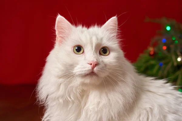 Zbliżenie Słodkie Biały Zwierzak Kot Czerwonym Tle Nowy Rok Kartka — Zdjęcie stockowe