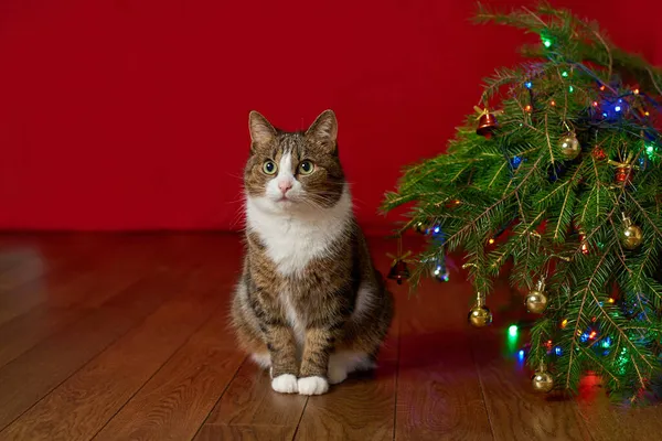 Kopiera Utrymme Rolig Husdjur Katt Sitter Bredvid Julgran Röd Bakgrund — Stockfoto