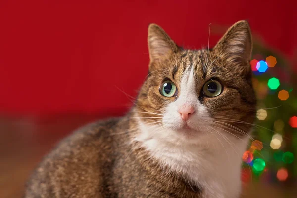 Śmieszne Zwierzę Kot Czerwonym Tle Kolorowe Bokeh Nowy Rok Kartka — Zdjęcie stockowe