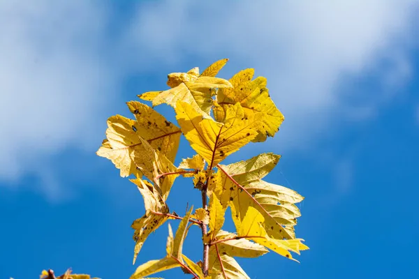 Желтые Листья Фоне Неба — стоковое фото