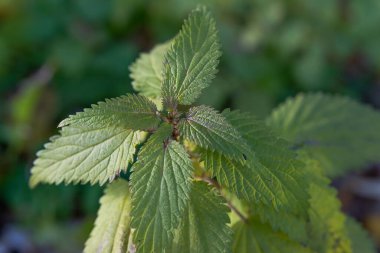 Urtica Dioica, Genellikle Yaygın Isırgan ya da İğneleyici Isırgan olarak adlandırılır