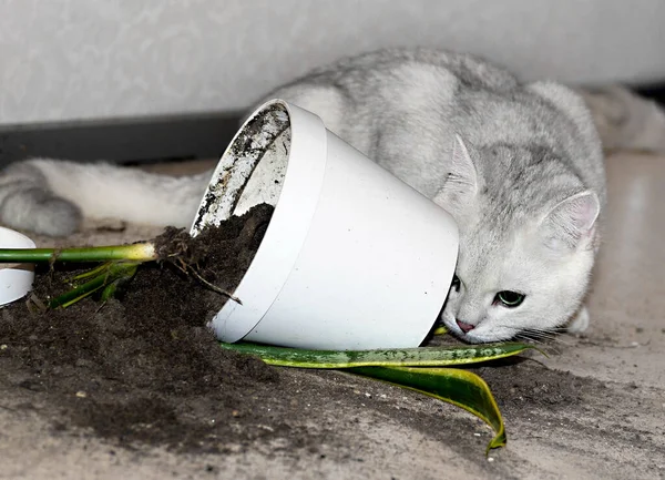 Beyaz kedi yere çiçekli bir saksı düşürdü. Toprak saksıdan parçalandı. Kedi evcil bitkiler için zararlıdır. İngiliz kedisi. Kavram.