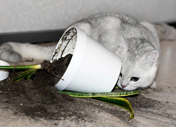 El gato blanco dejó caer una maceta con una flor en el suelo. El suelo se desmoronó de la maceta. El gato es perjudicial para las plantas domésticas. Gato británico. Concepto. Imagen De Stock