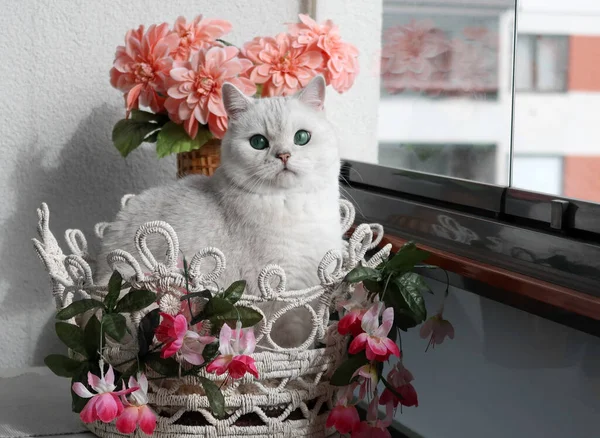 White Brittish Cat Sits Basket Window Cat Walks Balcony Photo — Stock Photo, Image