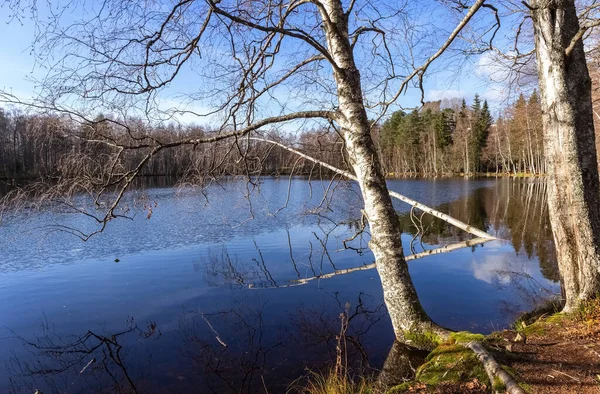 Árvores sem folhas no outono e reflexão de árvores no lago. Floresta de bétula nua junto ao lago. — Fotografia de Stock