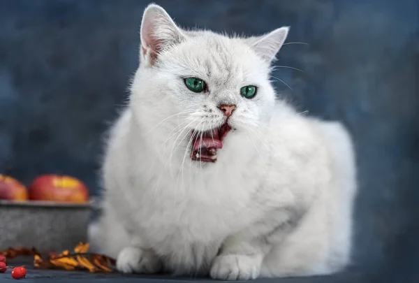 Λευκή βρετανική γάτα κάθεται με ανοιχτό το στόμα. Η γάτα νιαουρίζει. Βρετανικό ασημένιο τσιντσιλά. Κάρτα. — Φωτογραφία Αρχείου
