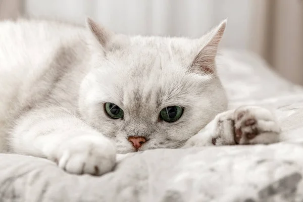 Gato Branco Britânico Está Sentado Cama Chinchila Prateada Raça Gato — Fotografia de Stock