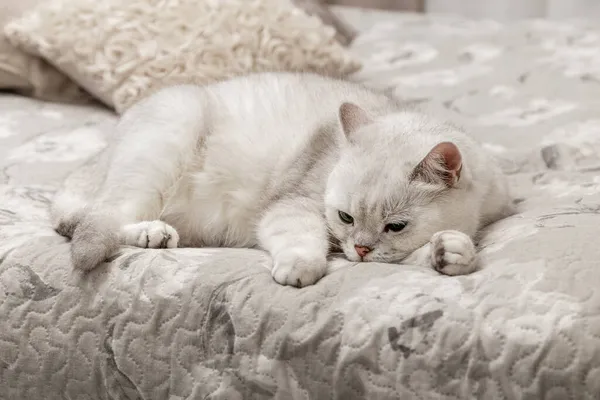 고양이가 침대에서 있습니다 어떻게 고양이와 잠자리를 수있을까 친칠라 고양이 Photo — 스톡 사진