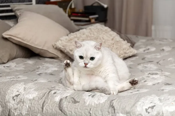 El gato blanco británico está sentado en la cama. Cómo destetar a un gato de la cama. Chinchilla plateada. Raza de gato. — Foto de Stock