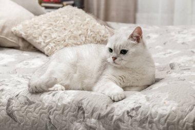 Beyaz İngiliz kedisi yatakta oturuyor. Bir kediyi yataktan nasıl çıkaracağını. Gümüş çinçilya. Kedi çifti..