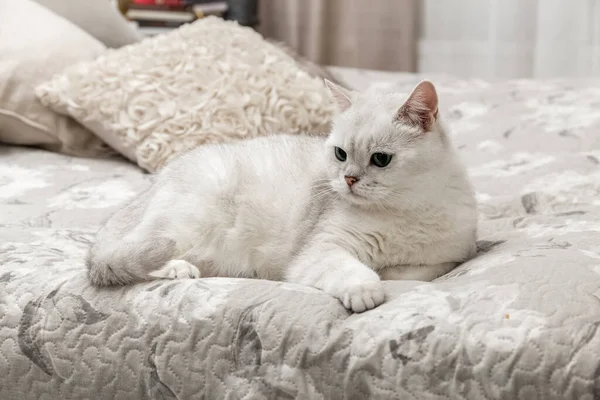 하얀 영국 고양이가 침대에 앉아 있습니다. 어떻게 고양이와 잠자리를 같이 할 수있을까. 은색 친칠라 야. 고양이 품종. — 스톡 사진
