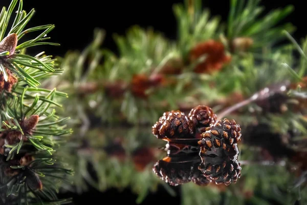 Jam from pine cones. Sweet pine cones in a silver spoon on a dark background. Reflection. Concept.