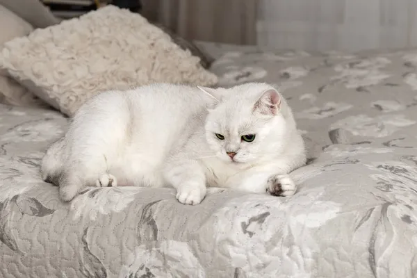 El gato blanco británico está sentado en la cama. Cómo destetar a un gato de la cama. Chinchilla plateada. Raza de gato. — Foto de Stock
