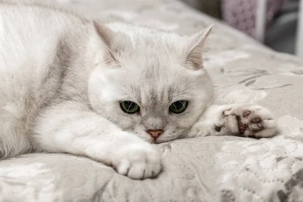 O gato branco britânico está sentado na cama. Chinchila prateada. Raça de gato. Fechar. — Fotografia de Stock