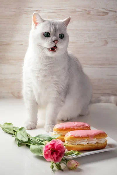 Gato blanco británico y comida. Bollos acristalados con crema y una flor sobre la mesa. Tarjeta postal. — Foto de Stock