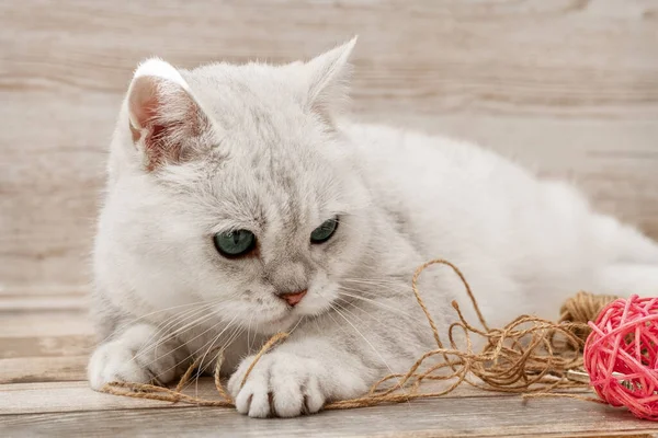 Gato británico blanco juega con una cuerda. Accesorios para costura. Tarjeta postal. — Foto de Stock