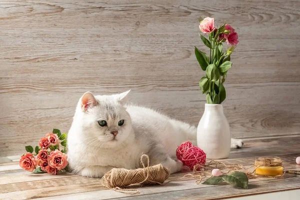 Gato blanco británico, flores y accesorios para la costura. Tarjeta postal. — Foto de Stock
