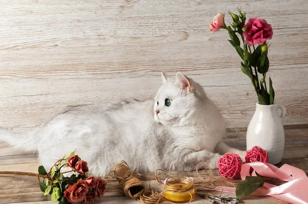 Gato blanco británico, flores en jarrón y accesorios para costura. Tarjeta postal. — Foto de Stock