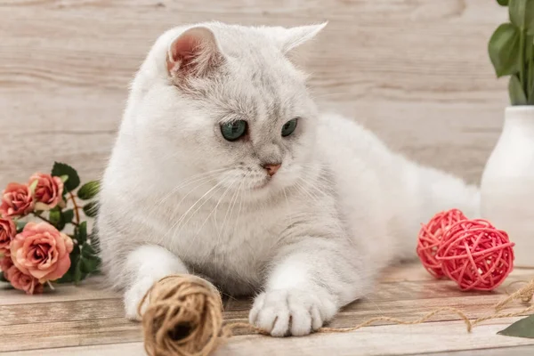 Gato blanco británico, flores y accesorios para la costura. Tarjeta postal. —  Fotos de Stock