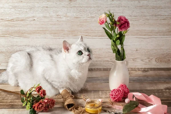 El gato blanco británico mira las flores. Accesorios para costura. Tarjeta postal. — Foto de Stock