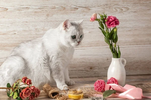 Gato blanco británico, flores y accesorios para la costura. Tarjeta postal. — Foto de Stock