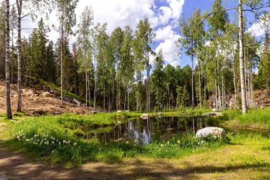 Orman göleti. Çiçekler ve huş ağaçları göl kenarında yetişir. Fotoğraf.