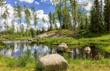 Orman göleti. Çiçekler ve huş ağaçları göl kenarında yetişir. Fotoğraf.