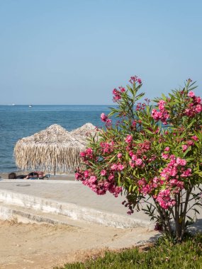 Oleander bush grows near the city beach. Straw beach umbrellas from the sun. Photo