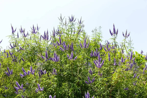 Цветки Фиолетовыми Цветками Крупным Планом Природа Южных Регионов Фото — стоковое фото