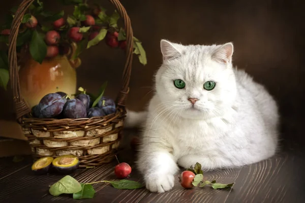 Gato Blanco Frutas Bodegón Otoño Con Fractales Gato Foto — Foto de Stock