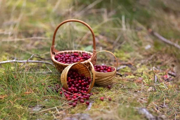 Lingonberries in baskets in the forest. Berries scattered from the basket. Photo