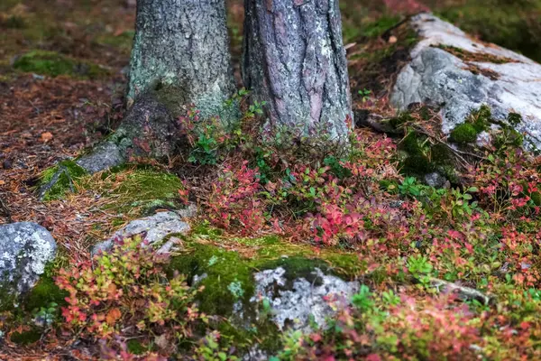 Rote Pflanzen Herbstwald Sträucher Und Rote Blätter Von Blaubeeren Wachsen — Stockfoto