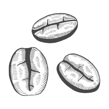 Kahve çekirdekleri aşığı. Taslak stil illüstrasyonlu tek bir el çizimi.
