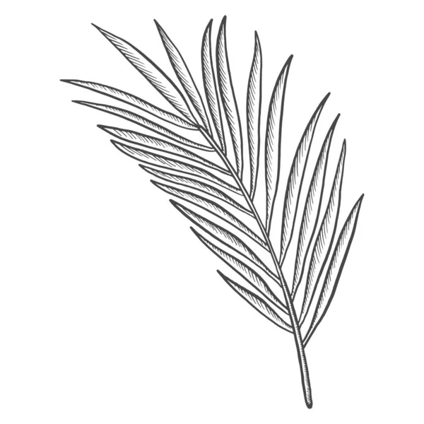 Palm Tropical Leaf Plant Isolated Doodle Hand Drawn Sketch Outline — Vector de stock