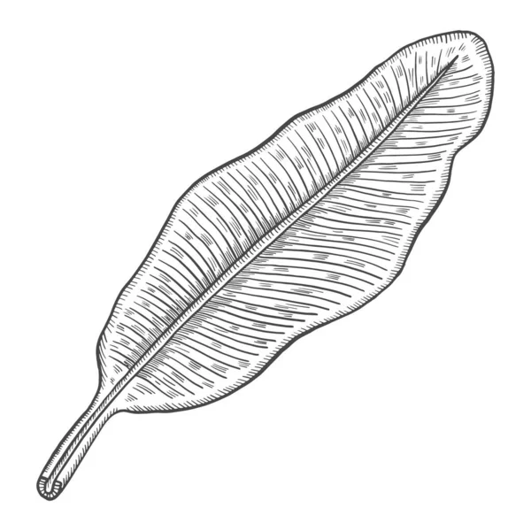 Banana Tropical Leaf Plant Isolated Doodle Hand Drawn Sketch Outline — Vetor de Stock