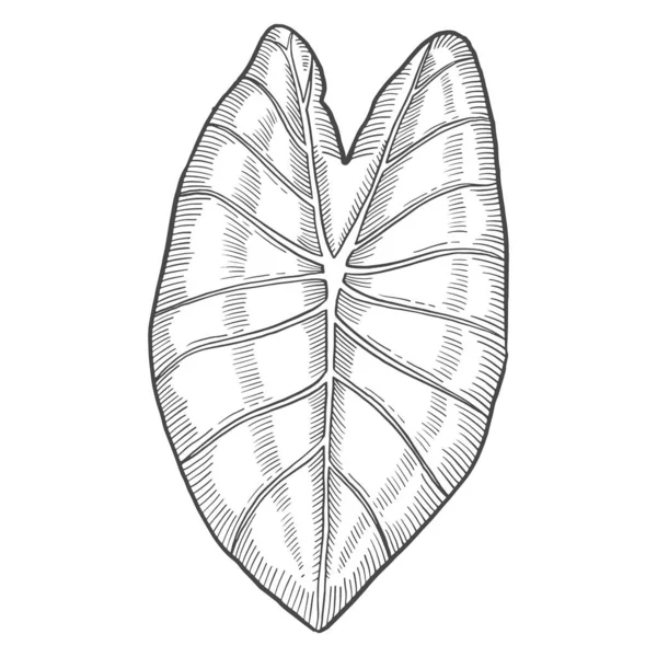 Colocasia Tropical Leaf Plant Isolated Doodle Hand Drawn Sketch Outline — ストックベクタ