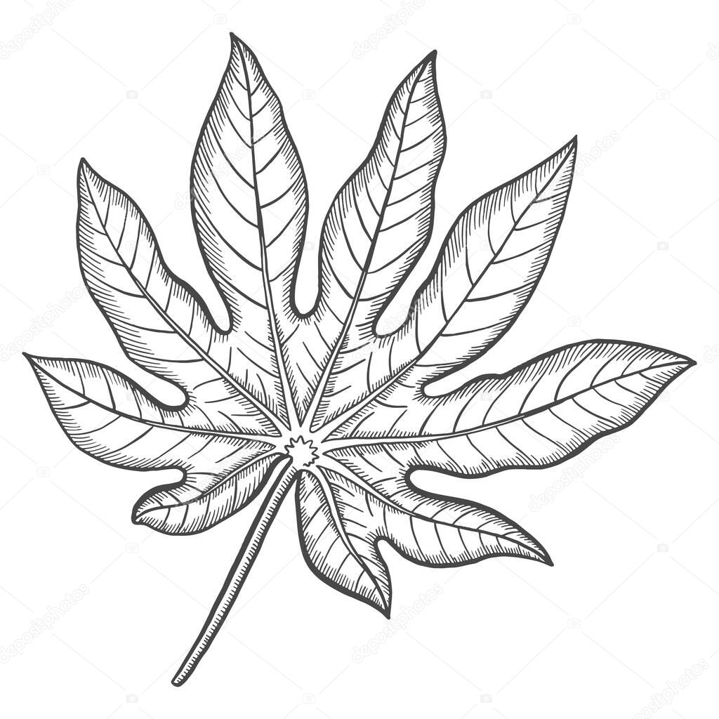 aralia tropical leaf plant isolated doodle hand drawn sketch with outline style vector illustration