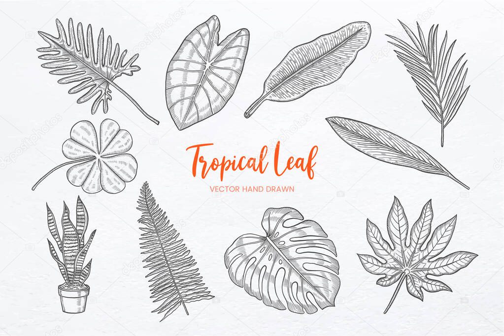 Tropical leaf set collection with hand drawn sketch vector illustration