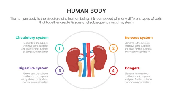 Nieren Menschliche Anatomie Infografisches Konzept Für Diapräsentation Mit Punkte Liste — Stockvektor