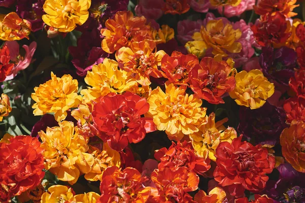 Peony tulips of mixed colors. Flowers of red, orange and yellow color