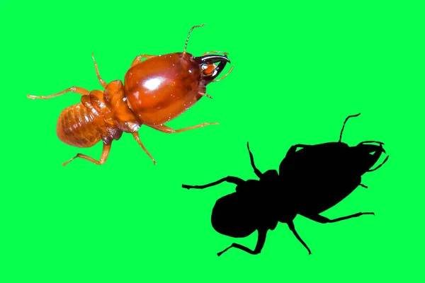 Des Soldats Termites Surveillent Nid Vie Des Termites Super Macro — Photo