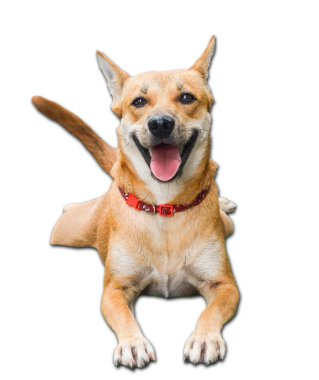 Kahverengi Tayland köpeği mutlu bir şekilde uyuyor..