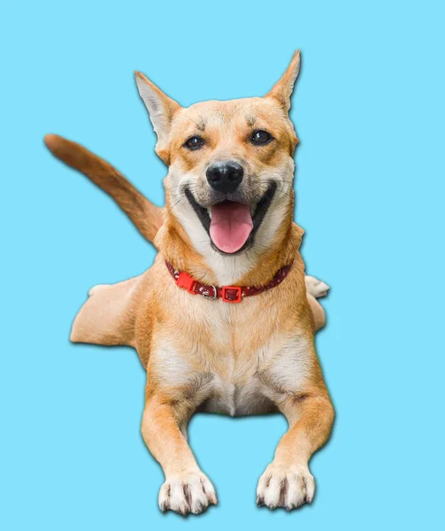 Brauner Thailändischer Hund Schläft Glücklich Lächelnd — Stockfoto