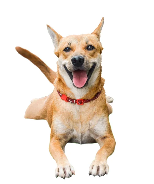 Brown Thai Cão Está Dormindo Sorrindo Feliz — Fotografia de Stock