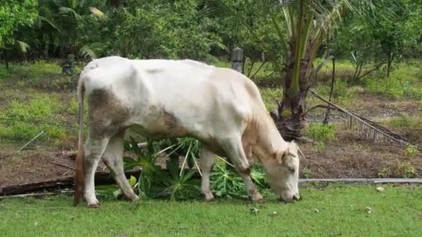 Vaca Uma Fazenda Local Tailândia Rural Criada Por Alimentação Grama — Vídeo de Stock